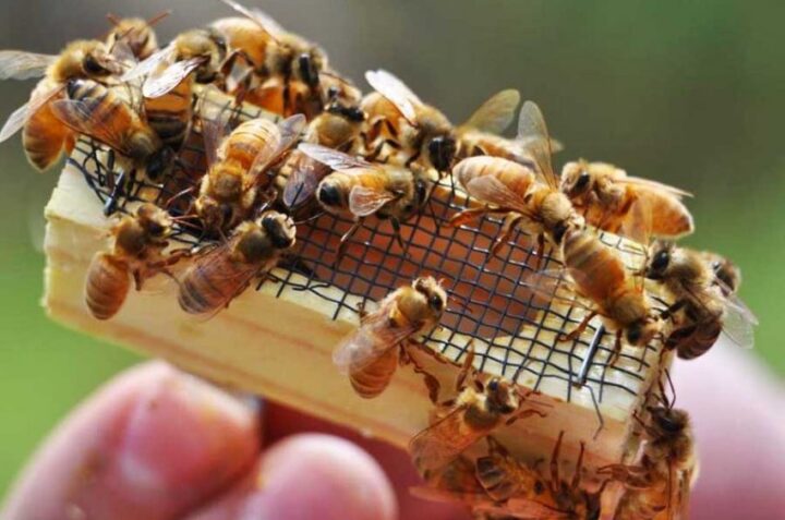 Выращивание пчеломатки в улье