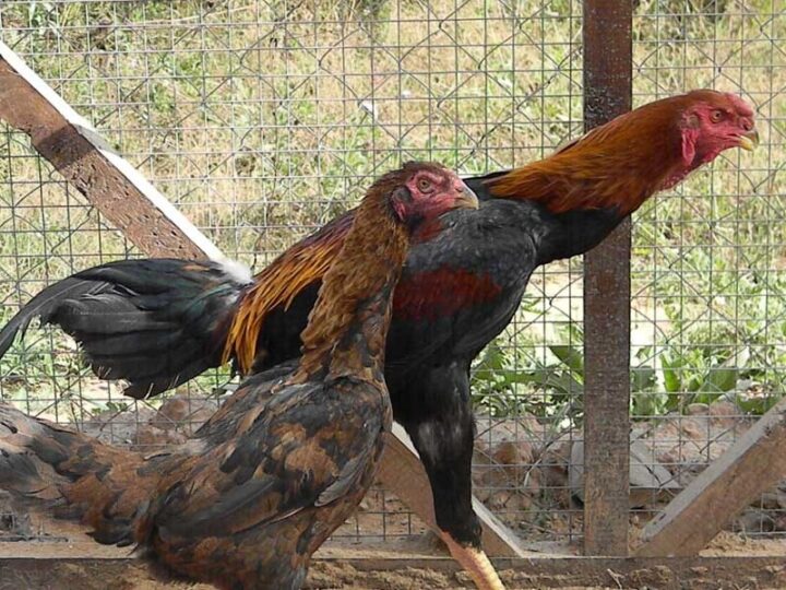 Малайская бойцовая порода кур