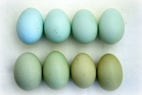 Яйца породы кур Араукана