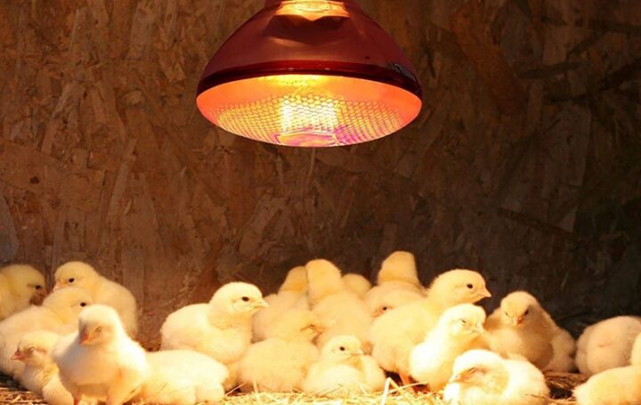 Лампа для цыплят