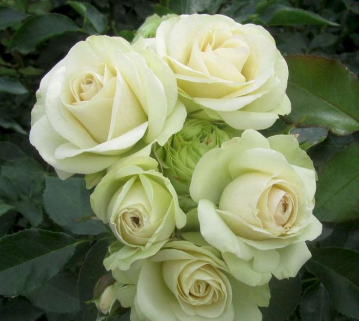 Роза Лавли Грин соцветие