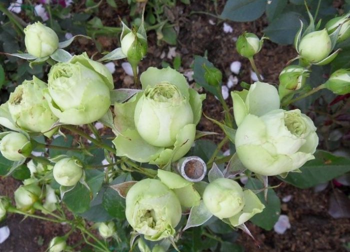 Роза Лавли Грин с нераскрытыми бутонами