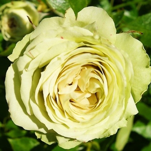 Роза Лавли Грин цветок крупным планом