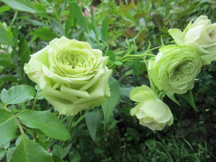 Роза Лавли Грин цветы