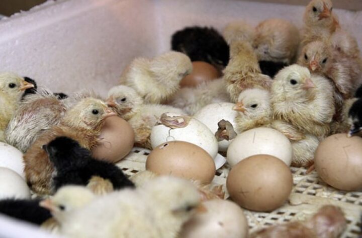 Выращивание цыплят в инкубаторах
