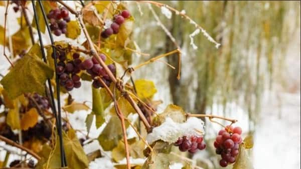 Укрытие и уход за виноградом на зиму
