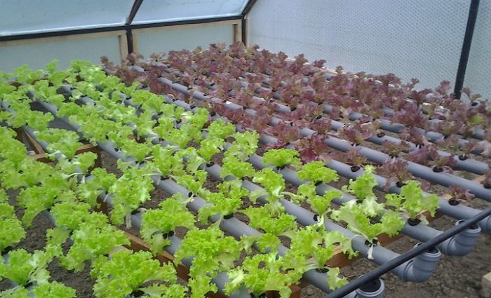 Выращивание зелени и овощей круглый год в теплице