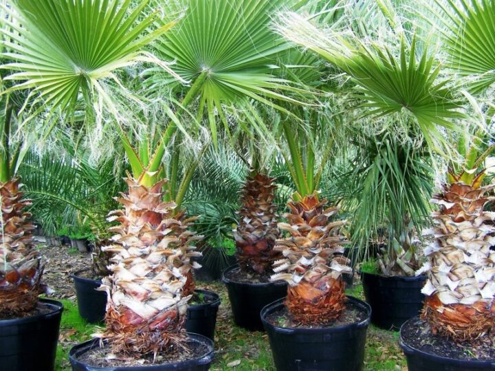 пальма в питомнике