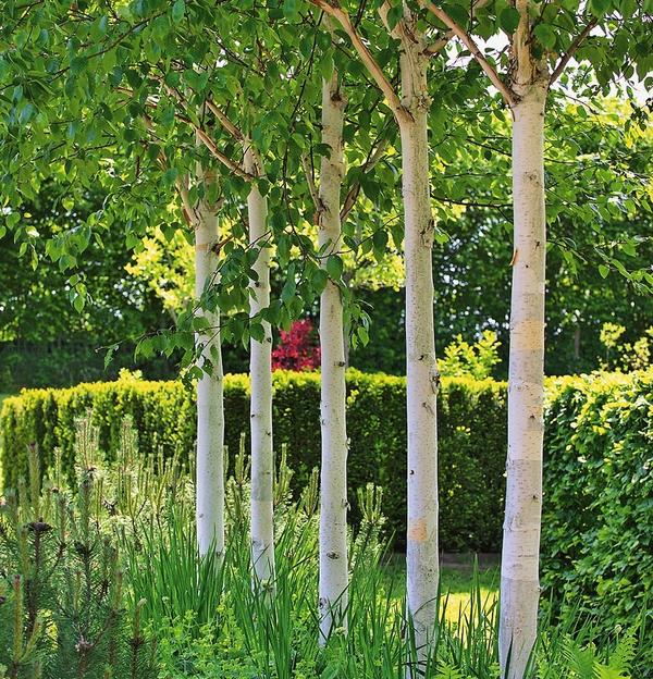 Мини-аллея из берез с красивыми белыми стволами наметит пространственную перспективу в саду и придаст глубину пространству.